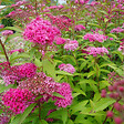 ARBORIX - 2 x Spirée Japonaise 'Froebelii' - Spiraea japonica 'Froebelii'  - 25-30 cm pot - vignette