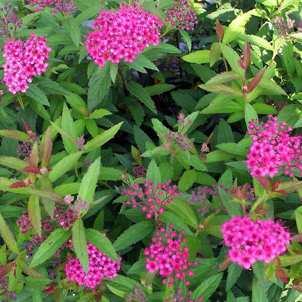 ARBORIX - 2 x Spirée Japonaise 'Froebelii' - Spiraea japonica 'Froebelii'  - 25-30 cm pot - large