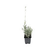 ARBORIX - 6 x Lavande fine 'Dwarf blue' - Lavandula Angustifolia 'Dwarf Blue'  - godet 9cm x 9cm - vignette