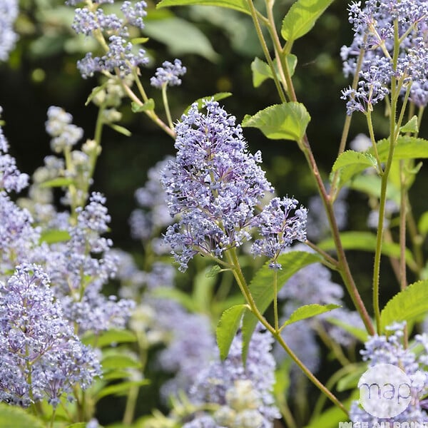 ARBORIX - 2 x Céanothe 'Gloire De Versailles' - Ceanothus 'Gloire De Versailles'  - 40-50 cm pot - large