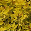 ARBORIX - Arbre à perruque 'Golden Spirit®' - Cotinus coggygria 'Golden Spirit'  - 40-60 cm pot - vignette