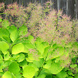ARBORIX - Arbre à perruque 'Golden Spirit®' - Cotinus coggygria 'Golden Spirit'  - 40-60 cm pot - vignette