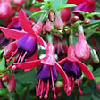ARBORIX - 6 x Fuchsia 'Tom Thumb' - Fuchsia 'Tom Thumb'  - godet 9cm x 9cm - vignette