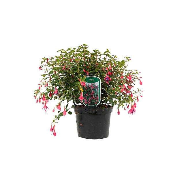 ARBORIX - 6 x Fuchsia 'Tom Thumb' - Fuchsia 'Tom Thumb'  - godet 9cm x 9cm - large