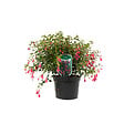 ARBORIX - 6 x Fuchsia 'Tom Thumb' - Fuchsia 'Tom Thumb'  - godet 9cm x 9cm - vignette