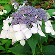 ARBORIX - 2 x Hortensia 'Mariesii Perfecta' - Hydrangea 'Mariesii Perfecta'  - 25-30 cm pot - vignette