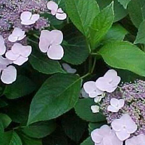 ARBORIX - 2 x Hortensia 'Mariesii Perfecta' - Hydrangea 'Mariesii Perfecta'  - 25-30 cm pot - large