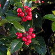 ARBORIX - 2 x Houx 'Heckenfee'® - Ilex meserveae 'Heckenfee'  - 40-60 cm pot - vignette