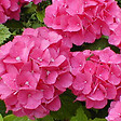 ARBORIX - 2 x Hortensia 'Benelux' - Hydrangea 'Benelux'  - 30-40 cm pot - vignette