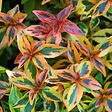 ARBORIX - 2 x Abélie - Abelia Grandiflora Kaleidoscope  - 25-30 cm pot - vignette