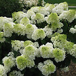 ARBORIX - 2 x Hortensia paniculé 'Polar Bear'® - Hydrangea paniculata 'Polar Bear'  - 40-50 cm pot - vignette