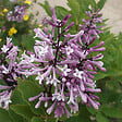 ARBORIX - 2 x Lilas de Chine 'Miss Kim' - Syringa patula 'Miss Kim'  - 40-60 cm pot - vignette
