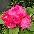 ARBORIX - Rhododendron 'Germania' - Rhododendron 'Germania'  - 40-50 cm pot - vignette