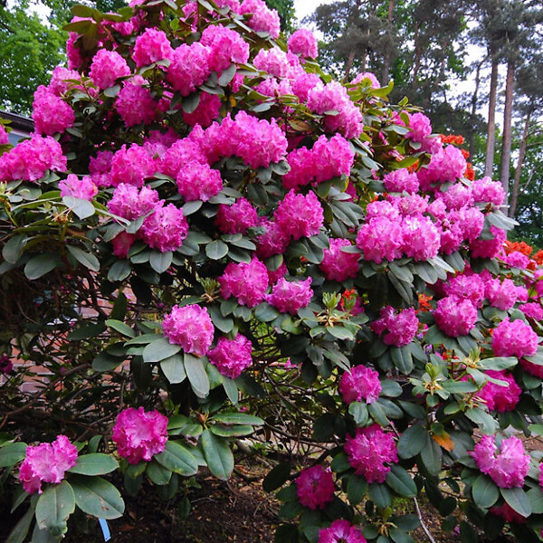 ARBORIX - Rhododendron 'Germania' - Rhododendron 'Germania'  - 40-50 cm pot - large