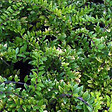 ARBORIX - 2 x Chèvrefeuille à feuilles de buis 'Maigruen' - Lonicera nitida 'Maigruen'  - 40-50 cm pot - vignette