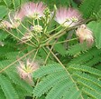 ARBORIX - Arbre de soie 'Rosea' - Albizia julibrissin 'Rosea'  - 40-50 cm pot - vignette