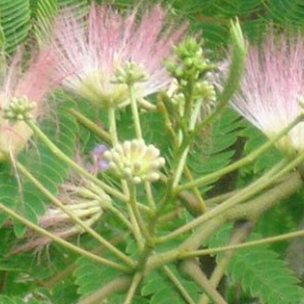 ARBORIX - Arbre de soie 'Rosea' - Albizia julibrissin 'Rosea'  - 40-50 cm pot - large