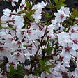 ARBORIX - Cerisier du Japon 'Brillant' - Prunus nipponica 'Brillant'  - 60-80 cm pot - vignette