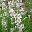 ARBORIX - 6 x Lavande vraie 'Rosea' - Lavandula Angustifolia 'Rosea'  - godet 9cm x 9cm - vignette