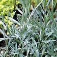 ARBORIX - 6 x Lavandin 'Dutch' - Lavandula Intermedia 'Dutch'  - godet 9cm x 9cm - vignette