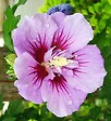 ARBORIX - Mauve en arbre 'Ardens' - Hibiscus syriacus 'Ardens'  - 40-60 cm pot - vignette