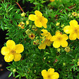 ARBORIX - 2 x Potentille arbustive 'Goldfinger' - Potentilla Fruticosa 'Goldfinger'  - 25-30 cm pot - vignette
