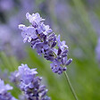 ARBORIX - 6 x Lavande vraie 'Munstead' - Lavandula Angustifolia 'Munstead'  - godet 9cm x 9cm - vignette