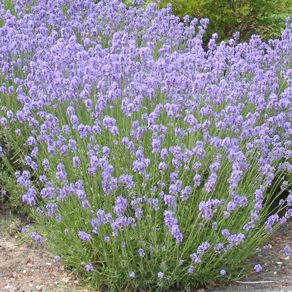 ARBORIX - 6 x Lavande vraie 'Munstead' - Lavandula Angustifolia 'Munstead'  - godet 9cm x 9cm - large