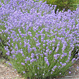 ARBORIX - 6 x Lavande vraie 'Munstead' - Lavandula Angustifolia 'Munstead'  - godet 9cm x 9cm - vignette