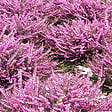 ARBORIX - 2 x Bruyère des neiges Rose - Erica Darleyensis Roze  - 15-20 cm pot - vignette