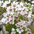 ARBORIX - Cerisiers à fleurs 'Kojo-no-mai' - Prunus incisa 'Kojou-No-Mai'  - 30-40 cm pot - vignette