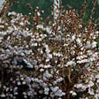 ARBORIX - Cerisiers à fleurs 'Kojo-no-mai' - Prunus incisa 'Kojou-No-Mai'  - 30-40 cm pot - vignette