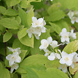 ARBORIX - 2 x Jasmin des poètes 'Aureus' - Philadelphus coronarius 'Aureus'  - 30-40 cm pot - vignette