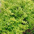 ARBORIX - 2 x Jasmin des poètes 'Aureus' - Philadelphus coronarius 'Aureus'  - 30-40 cm pot - vignette