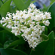ARBORIX - 2 x Troène du Japon - Ligustrum Japonicum  - 60-80 cm pot - vignette