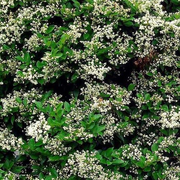 ARBORIX - 2 x Troène du Japon - Ligustrum Japonicum  - 60-80 cm pot - large