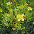ARBORIX - 2 x Millepertuis de Kalmian 'Gemo' - Hypericum 'Gemo'  - 30-40 cm pot - vignette