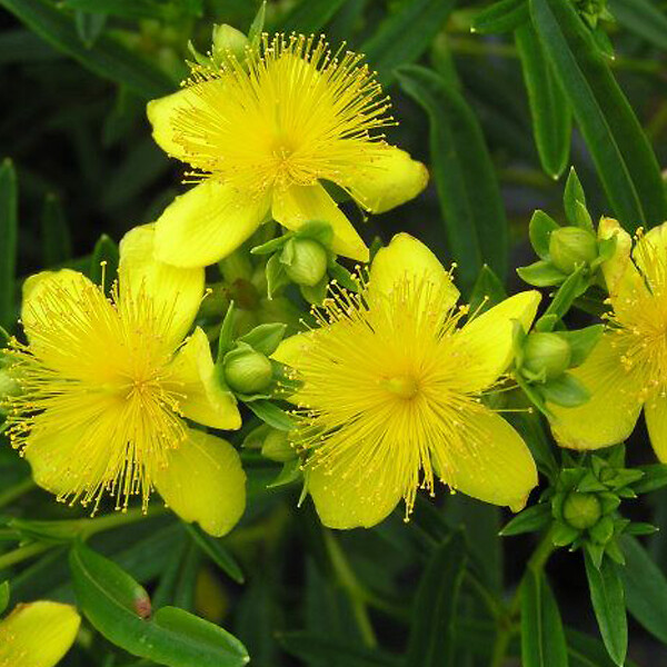 ARBORIX - 2 x Millepertuis de Kalmian 'Gemo' - Hypericum 'Gemo'  - 30-40 cm pot - large