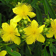 ARBORIX - 2 x Millepertuis de Kalmian 'Gemo' - Hypericum 'Gemo'  - 30-40 cm pot - vignette