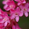 ARBORIX - 2 x Groseillier à fleurs - Ribes sanguineum  - 50-60 cm pot - vignette