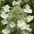 ARBORIX - 2 x Hortensia paniculé 'Tardiva' - Hydrangea paniculata 'Tardiva'  - 40-50 cm pot - vignette