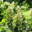 ARBORIX - 2 x Hortensia paniculé 'Tardiva' - Hydrangea paniculata 'Tardiva'  - 40-50 cm pot - vignette