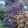 ARBORIX - 2 x Épine-vinette 'Superba' - Berberis ottawensis 'Auricoma'  - 40-50 cm pot - vignette