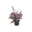 ARBORIX - 2 x Épine-vinette 'Superba' - Berberis ottawensis 'Auricoma'  - 40-50 cm pot - vignette