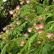 ARBORIX - Arbre de soie 'Ombrella' - Albizia Julibrissin 'Ombrella'  - 40-50 cm pot - vignette