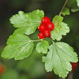 ARBORIX - 2 x Groseiller des Alpes - Ribes alpinum  - 50-60 cm pot - vignette