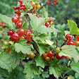ARBORIX - 2 x Groseiller des Alpes - Ribes alpinum  - 50-60 cm pot - vignette