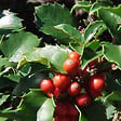 ARBORIX - 2 x Houx 'Blue Princess' - Ilex Meserveae 'Blue Princess'  - 40-60 cm pot - vignette