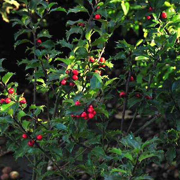 ARBORIX - 2 x Houx 'Blue Princess' - Ilex Meserveae 'Blue Princess'  - 40-60 cm pot - large