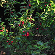 ARBORIX - 2 x Houx 'Blue Princess' - Ilex Meserveae 'Blue Princess'  - 40-60 cm pot - vignette